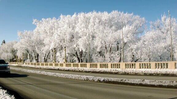 桥边结霜的树木