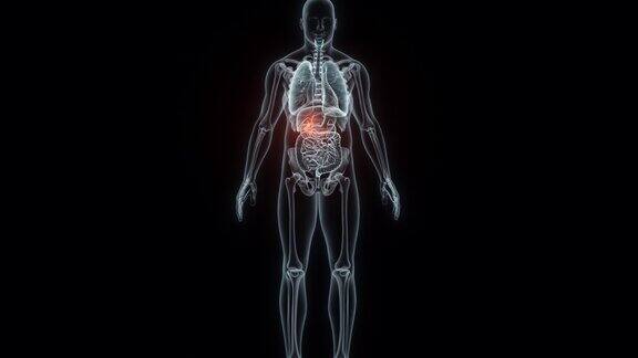 人类胆囊的3D渲染医学动画胆囊x光片