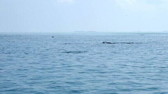 马尔代夫常见的海豚
