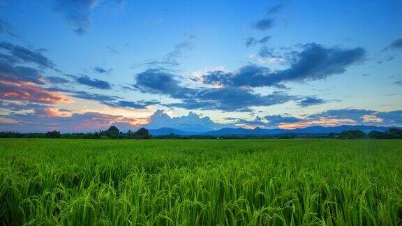 稻田和美丽的早晨日出