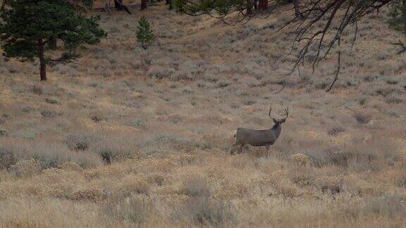 科罗拉多州落基山国家公园的长尾鹿