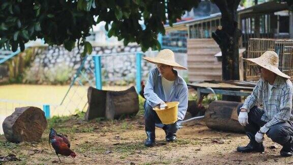 亚洲华人老人在他的农场鸡舍提水桶喂鸡在他的儿子每天早上例行