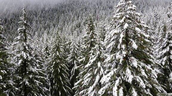 飞越俄勒冈州被雪覆盖的森林