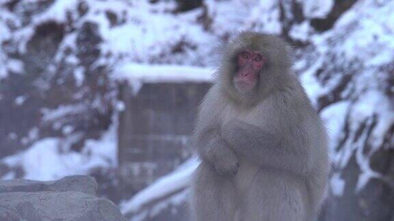 4k:温泉里的雪猴