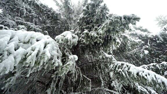 松树的树枝与大雪吹