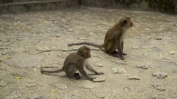 两个有趣的猴子