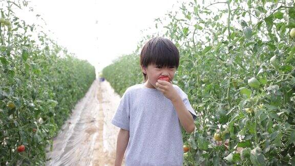 这个男孩正在摘西红柿