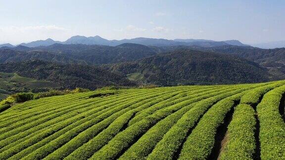 春天的茶园