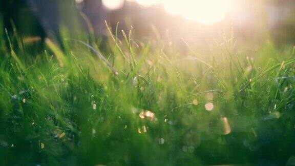 草在晨光中