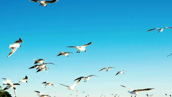 一群海鸥在海上盘旋迎着风筝冲浪者