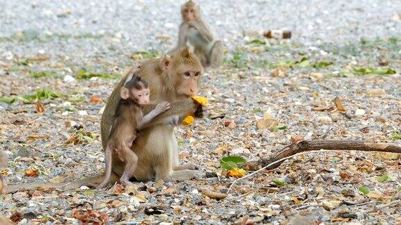 猴子吃芒果