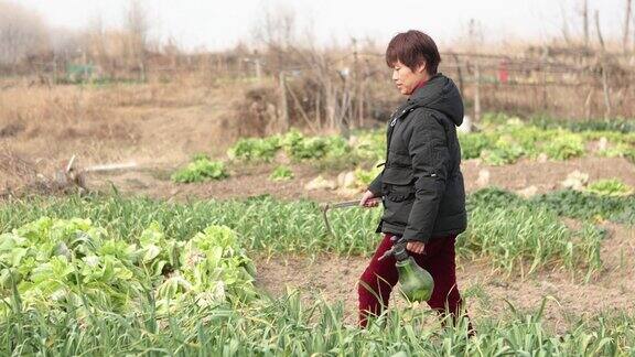 一位亚洲农民在花园里给蔬菜浇水这是一种健康的生活方式