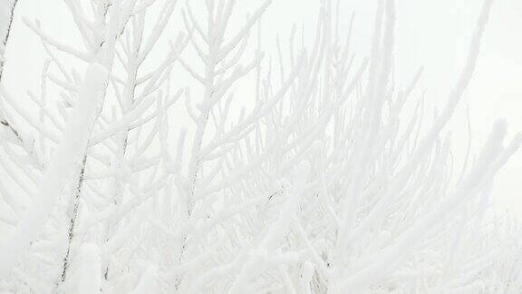 冰冻的树枝之间的雪花在云的天空背景的慢镜头