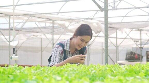 开朗的年轻迷人的亚洲女士农民收获绿色橡树从水培蔬菜农场在温室花园早上