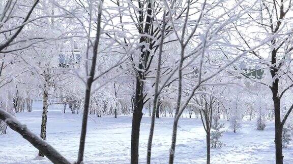 树枝上结霜