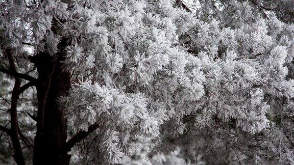 松树的树枝上覆盖着霜雪