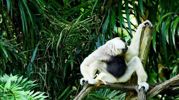 长臂猿吃香蕉