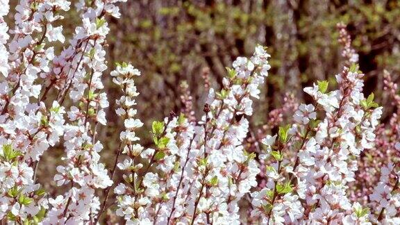 大自然在春天树枝上有美丽的白色春天毛毡李(南京樱桃)的花在树上或灌木上樱花盛开的自然风光植物开花盛开的背景