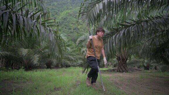 亚洲华人女性棕榈树种植园主在她的种植园农场工作