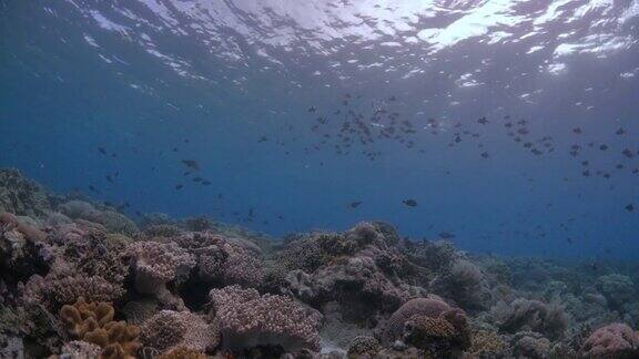 美丽的热带珊瑚礁海底景观