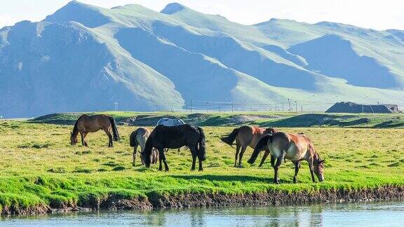 马在河边的草地上吃草