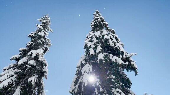 明亮的冬日阳光照在被雪覆盖的松树树冠上