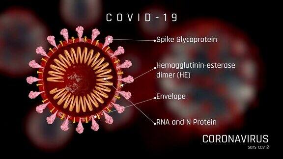 冠状病毒、新冠病毒的结构