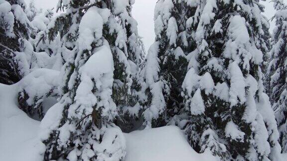 阴天被雪覆盖的森林
