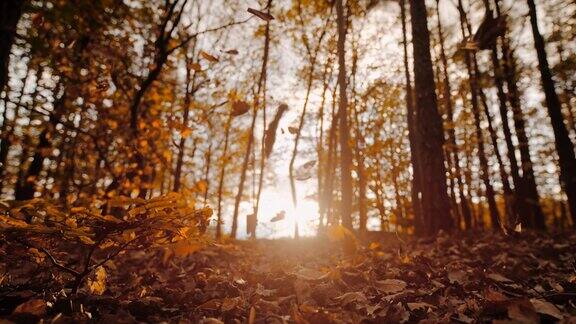 MS超级慢镜头秋叶飘落在阳光明媚宁静的森林里