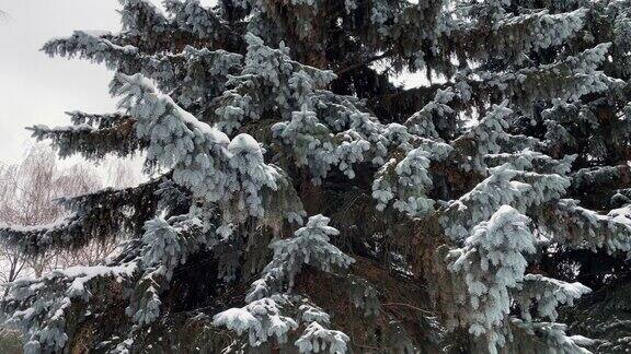 毛茸茸的圣诞树上覆盖着雪