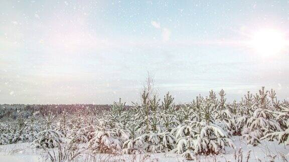冬天的松林飘着雪花Cinemagraph降雪