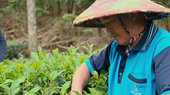 台湾亚洲农民家庭在自己的茶园里用手采摘乌龙茶叶家庭经营自己的小生意;他们是个体经营者