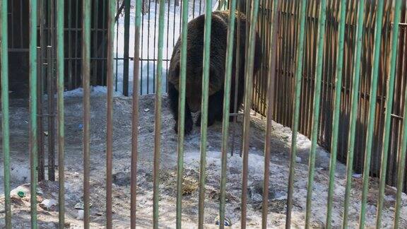 不幸的熊被关在笼子里条件很糟糕