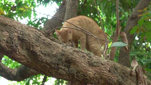 猫从树上爬下来