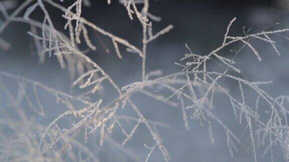 特写的树枝与霜有冰晶的小树枝