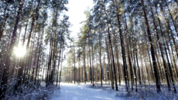 冬天早晨森林的雪(可循环)
