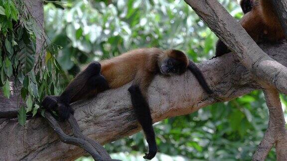 蜘蛛猴在树上睡觉