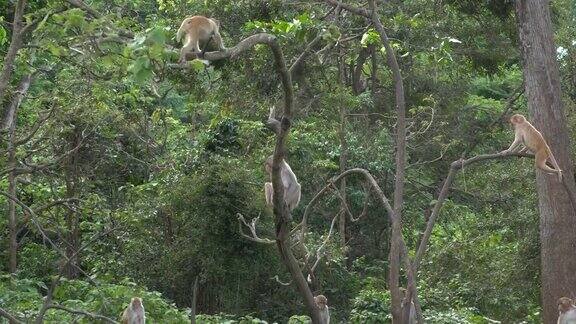 猴子一家在圣猴森林