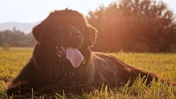 阳光下的黑色纽芬兰狗的肖像