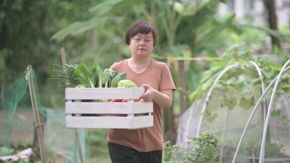可持续的生活方式亚洲华人中年妇女提着一箱蔬菜在后院花园农场散步
