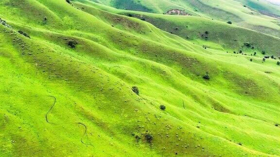 航拍新疆绿色草原