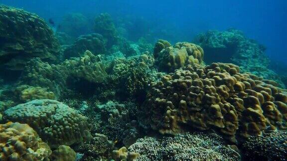 水下五彩缤纷的珊瑚景观