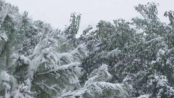 在冬天松树被雪覆盖从中间向天空倾斜