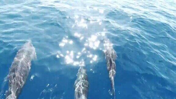 一群海豚在海里游泳