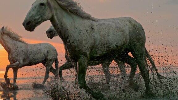日落时分在海滩上奔跑的马