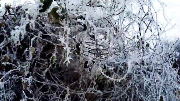 白霜在灌木丛中