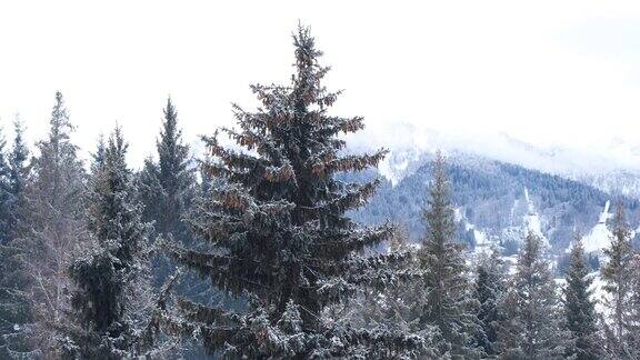 滑雪胜地宁静的冬日早晨冬天宁静安详的景象小鸟吃松果的种子松枝和松果被雪覆盖着背景是雪山