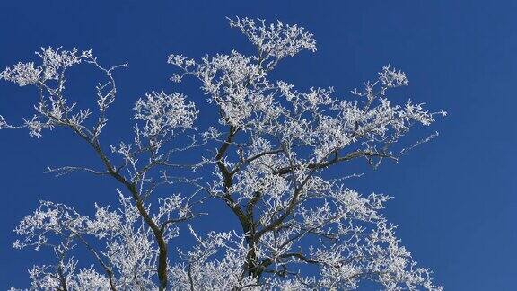 白霜在树上