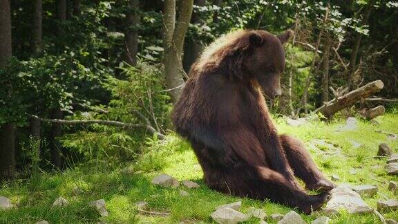 一只大棕熊坐在它的背上用爪子抓它的侧面有趣的野生动物