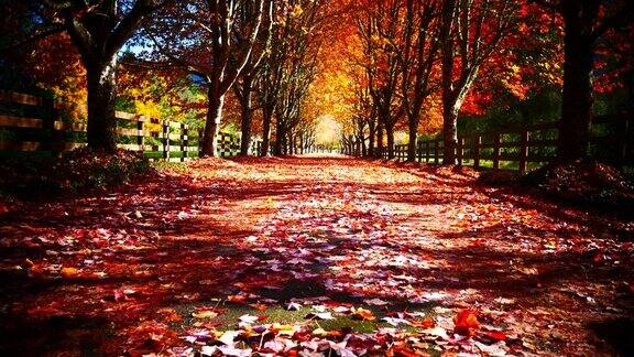 秋天秋天的颜色美丽的秋天颜色秋天的季节